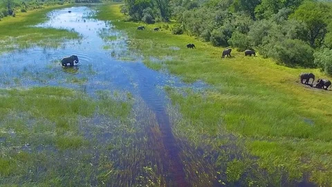 Elephant aerials 스톡 동영상 82907076