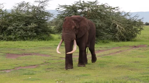 ELEPHANT AFRICAN WILDLIFE Stock Footage 41799082