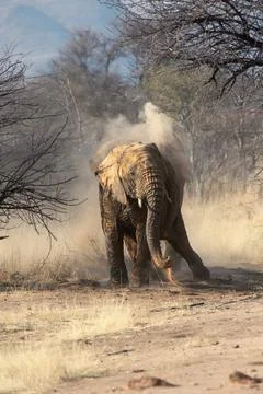 Elephant after a bath in the mud, with its trunk taking a bath in dirt Stock Photos