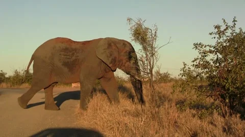 Elephant in the afternoon Stock Footage 8622307