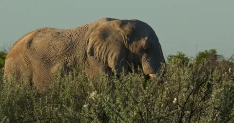 Elephant in the afternoon sun 動画素材 252301040
