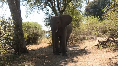 Elephant agression Video stock 106417621