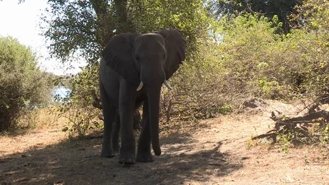 Elephant agression Video stock 106417984