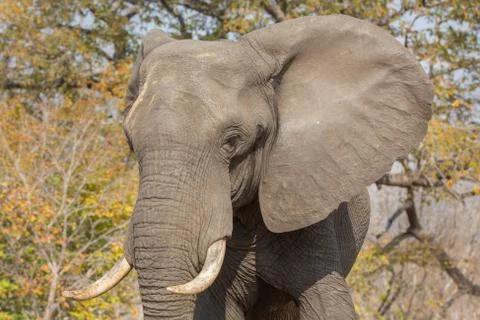 Elephant in alert Stock Photos