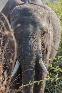 Elephant in alert Photos