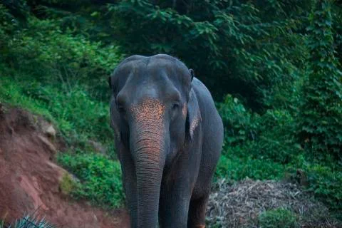 Elephant amongst the forest colored Stock Photos