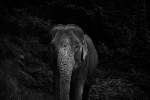Elephant amongst the forest Stock Photos