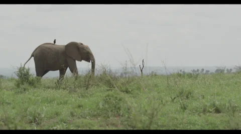 Elephant and Bird Stock Footage 31889414