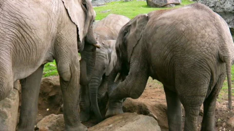 Elephant And Calf 3 Stock Footage 540440