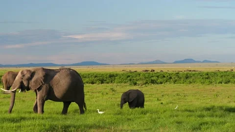 Elephant and calf grazing Stock Footage 134069045