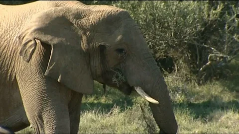 Elephant and calf, MCU 스톡 동영상 90371779
