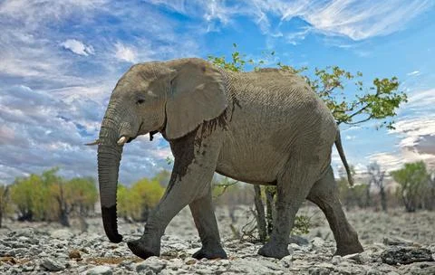 Elephant and cloudscape Stock Photos
