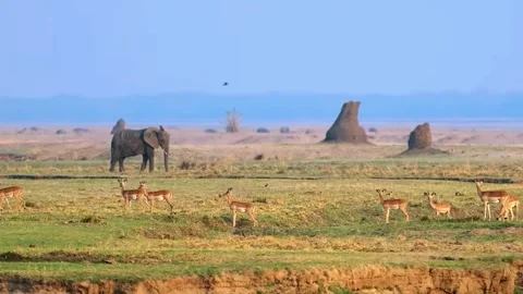 Elephant and Deer in Open Field Stock Footage 321837357