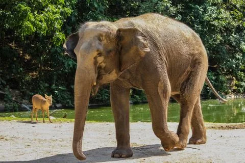 Elephant and deer Stock Photos