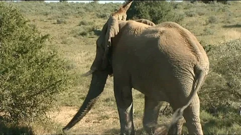 Elephant and giraffe 스톡 동영상 90372102