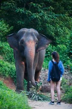 The elephant and the human 2 colored  Stock Photos