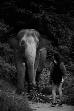 The elephant and the human 2  Stock Photos