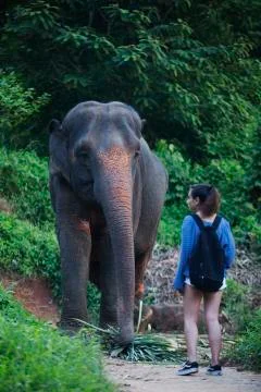 The elephant and the human 3 colored  Stock Photos