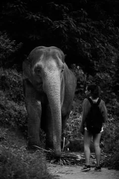 The elephant and the human 3  Stock Photos