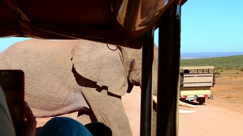 Elephant and human interaction Addo Elephant Park Stock Footage 78188720