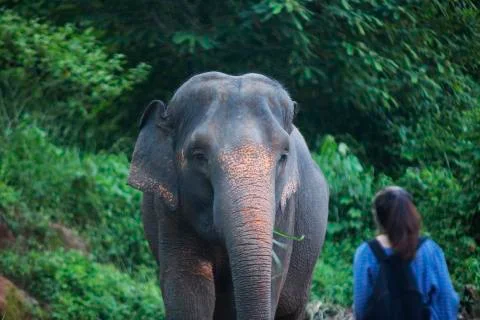 The elephant and the human  Stock Photos