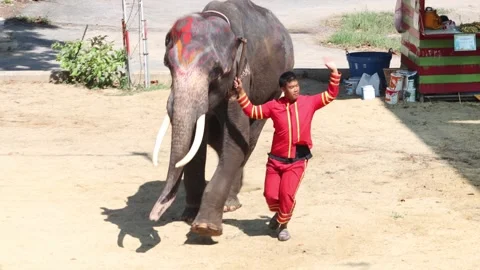 An elephant and its trainer run into a zoo performance Stock Footage 316098919