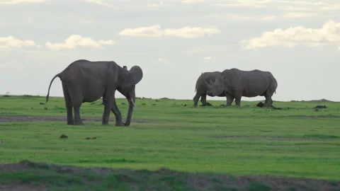 Elephant and Rhinos Stock Footage 305124524