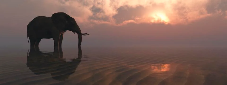 Elephant and sunset Stock Illustration