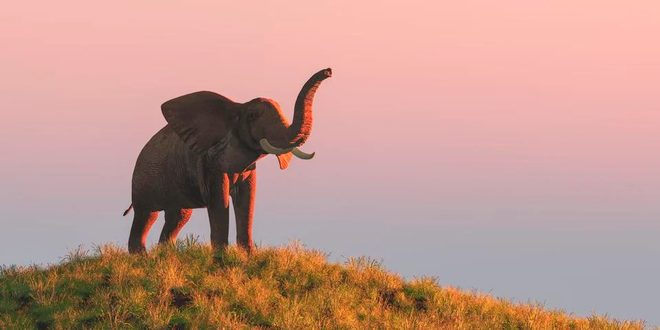 Elephant and sunset Stock Illustration