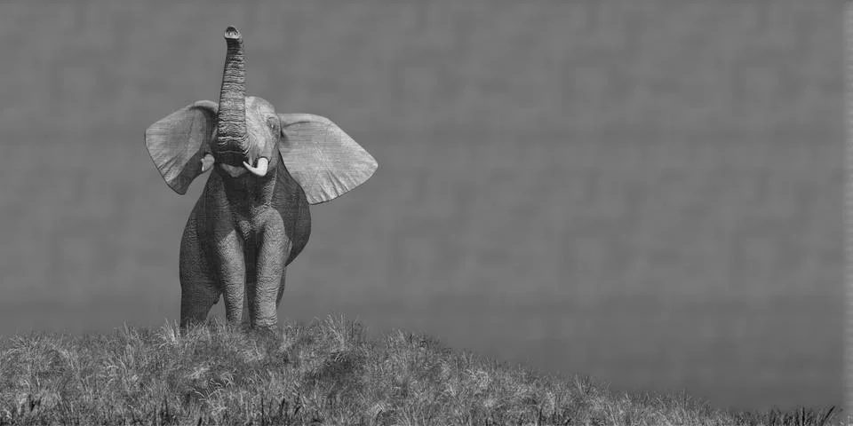 Elephant and sunset Stock Illustration