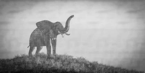 Elephant and sunset Stock Illustration