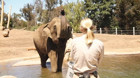 Elephant and trainer, elephant getting snacks Stock Footage 89460223