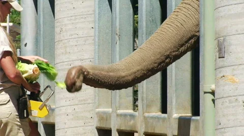 Elephant and Trainer HD Stock Footage 477839