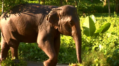 Elephant and trainer walk through Thai jungle Stock Footage 886005