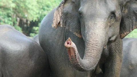 Elephant and trunk Stock-Footage 93180956