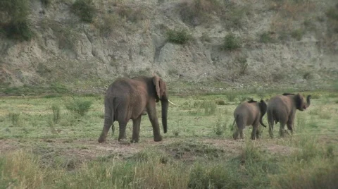 Elephant and two babies Stock Footage 377536