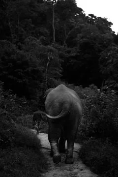 The elephant and the walker  Stock Photos
