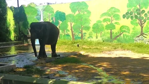 Elephant animal Video stock 213414664