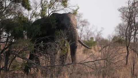 Elephant Appearing from Behind Tree Vídeo Stock 156651194