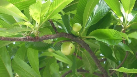 Elephant Apple Tree Stock Footage 340649441