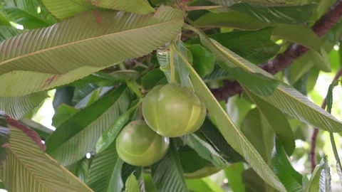 Elephant apple tree Video stock 344820007