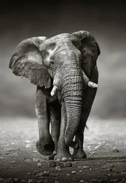 Elephant approach from the front Foto stock