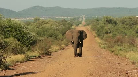 Elephant approaching camera on dust road Stock Footage 21947979