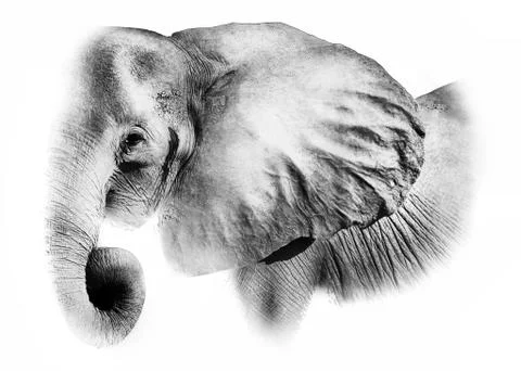 Elephant artistic edit Stock Photos