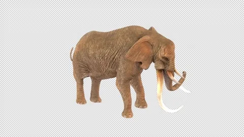 Elephant attack idle 2 Stock Footage 324895959