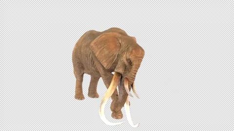 Elephant attack idle Stock Footage 324895947