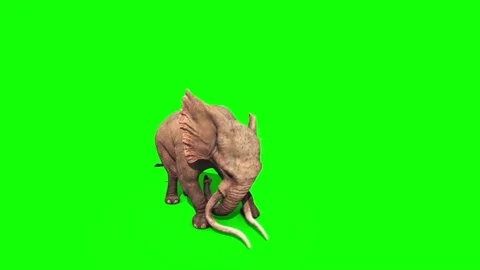 Elephant Attacks from Above Green Screen Stock Footage 69825993