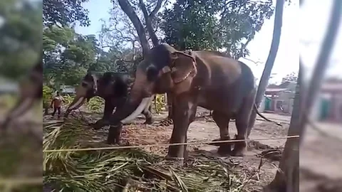 Elephant attacks man as he gets close to take picture in southern India Video stock 109396121