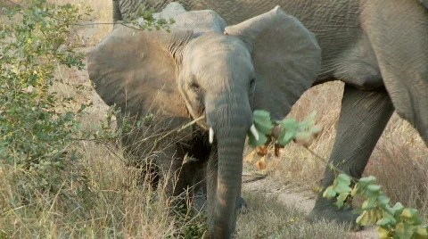 Elephant with attitude 库存影片 637678