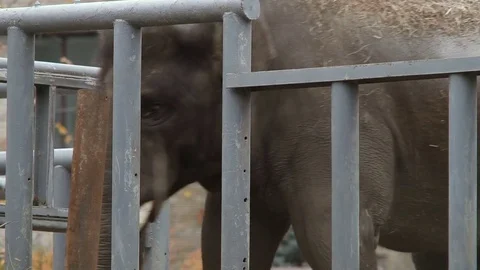 Elephant in the aviary of the zoo. Close-up Video stock 82139931
